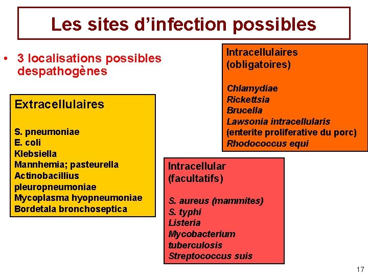 Les sites d’infection possibles Intracellulaires (obligatoires) • 3 localisations possibles despathogènes Chlamydiae Rickettsia Brucella