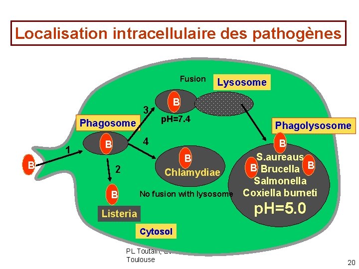 Localisation intracellulaire des pathogènes Fusion 3 Phagosome 1 B Lysosome B p. H=7. 4