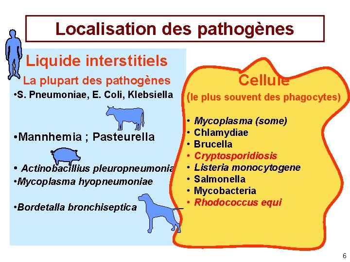 Localisation des pathogènes Liquide interstitiels Cellule La plupart des pathogènes • S. Pneumoniae, E.