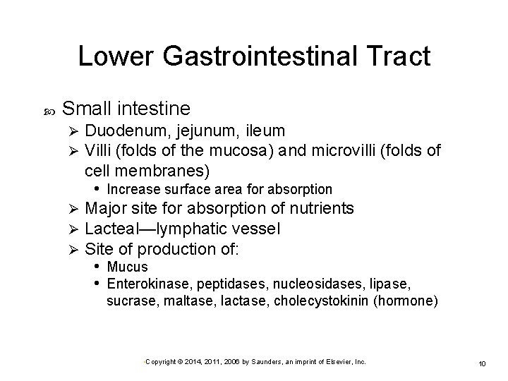 Lower Gastrointestinal Tract Small intestine Duodenum, jejunum, ileum Villi (folds of the mucosa) and