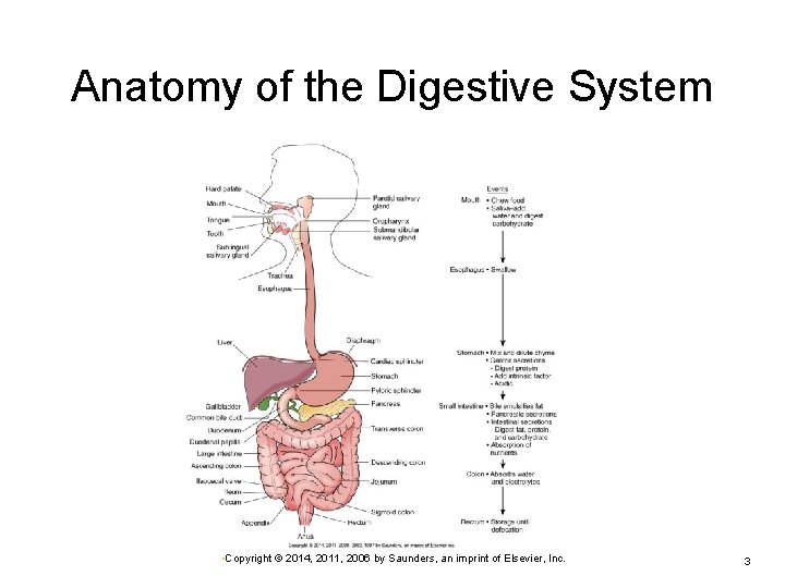 Anatomy of the Digestive System • Copyright © 2014, 2011, 2006 by Saunders, an