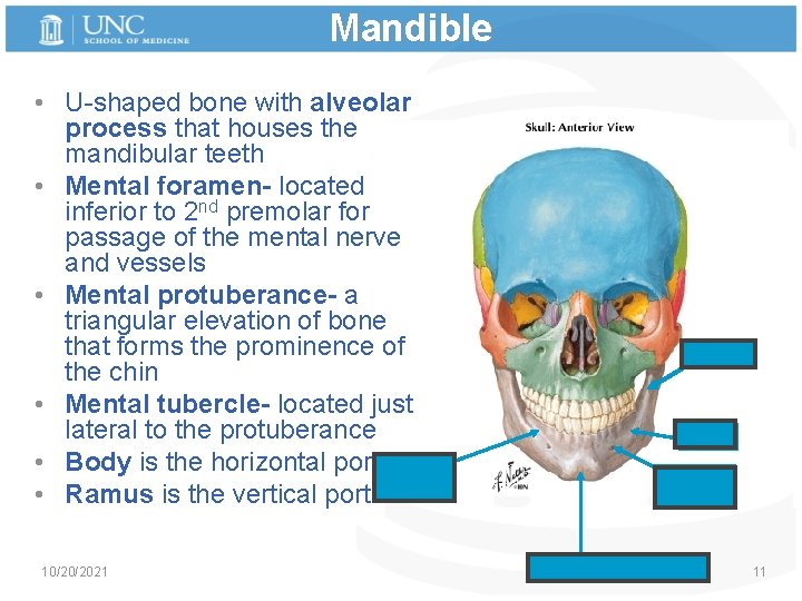 Mandible • U-shaped bone with alveolar process that houses the mandibular teeth • Mental