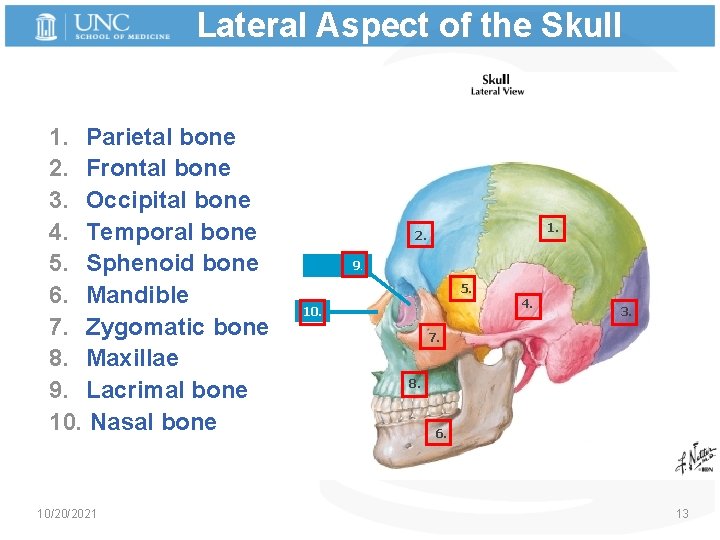 Lateral Aspect of the Skull 1. Parietal bone 2. Frontal bone 3. Occipital bone