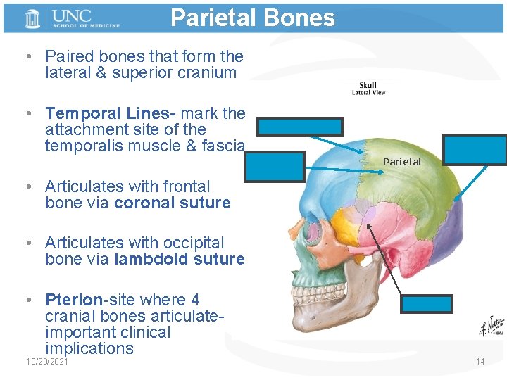 Parietal Bones • Paired bones that form the lateral & superior cranium • Temporal
