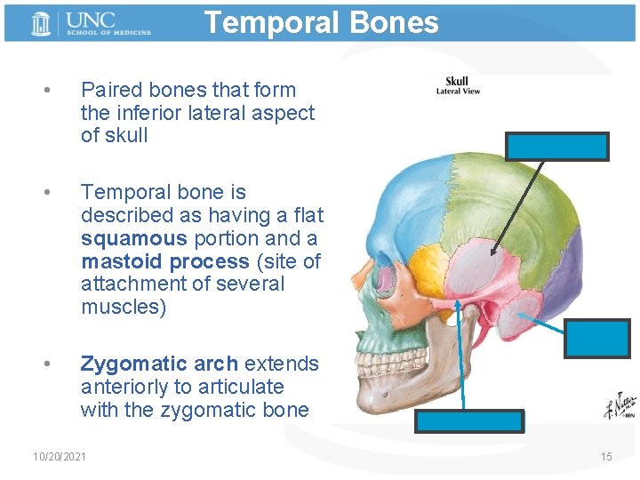 Temporal Bones • • • Paired bones that form the inferior lateral aspect of