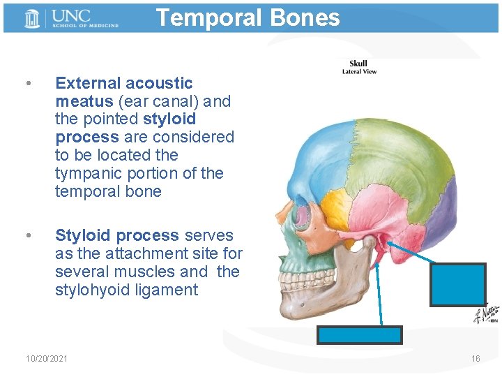 Temporal Bones • External acoustic meatus (ear canal) and the pointed styloid process are