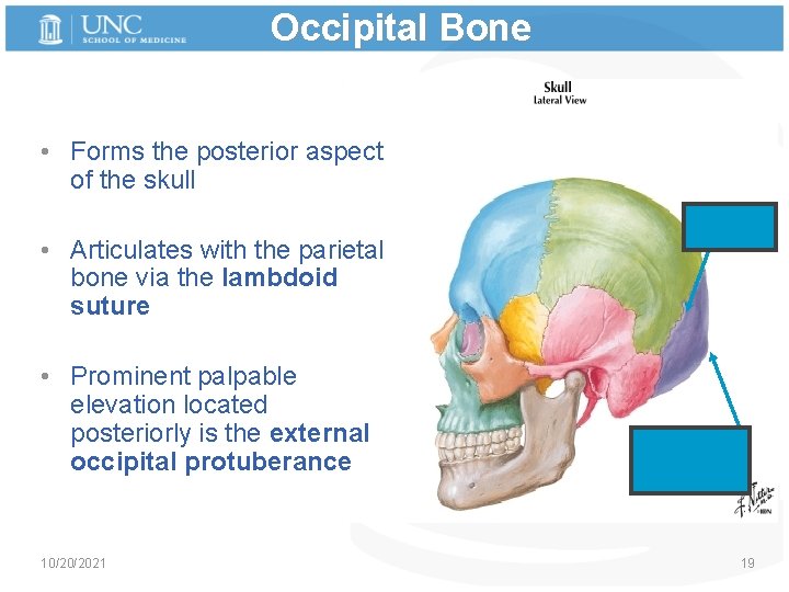 Occipital Bone • Forms the posterior aspect of the skull • Articulates with the