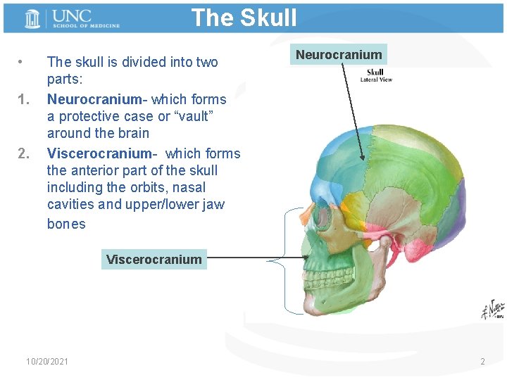 The Skull • 1. 2. The skull is divided into two parts: Neurocranium- which