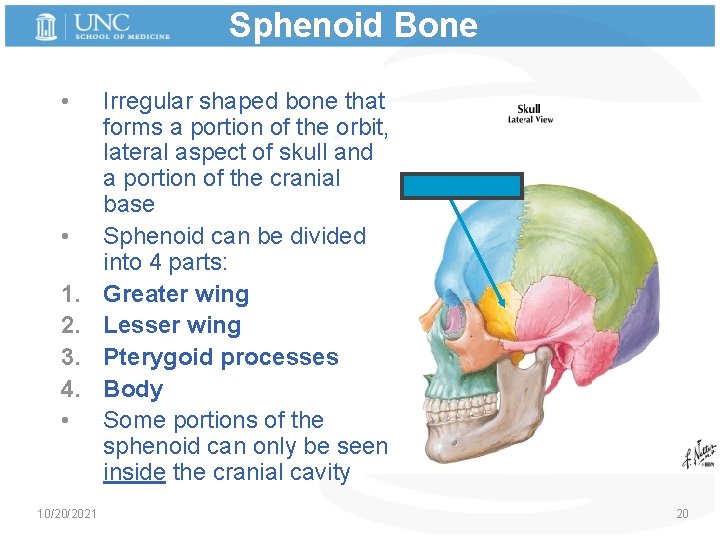 Sphenoid Bone • • 1. 2. 3. 4. • 10/20/2021 Irregular shaped bone that