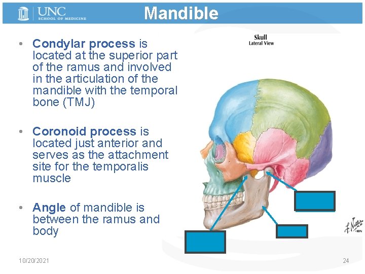 Mandible • Condylar process is located at the superior part of the ramus and