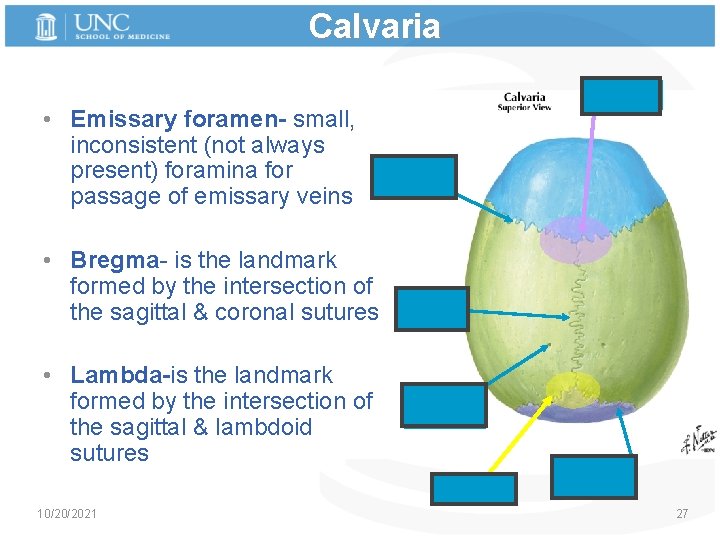 Calvaria • Emissary foramen- small, inconsistent (not always present) foramina for passage of emissary