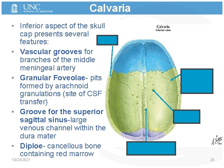 Calvaria • Inferior aspect of the skull cap presents several Diploe features: • Vascular