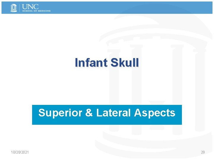 Infant Skull Superior & Lateral Aspects 10/20/2021 29 