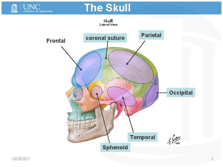 The Skull Frontal coronal suture Parietal Occipital Temporal Sphenoid 10/20/2021 3 