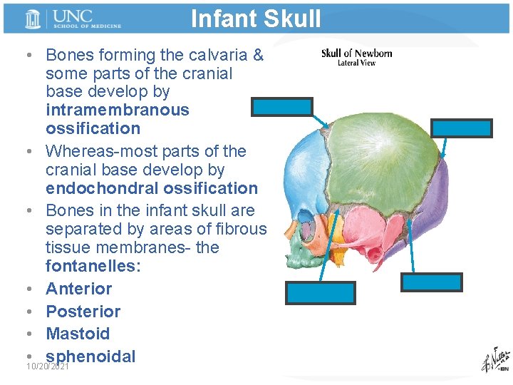 Infant Skull • Bones forming the calvaria & some parts of the cranial base