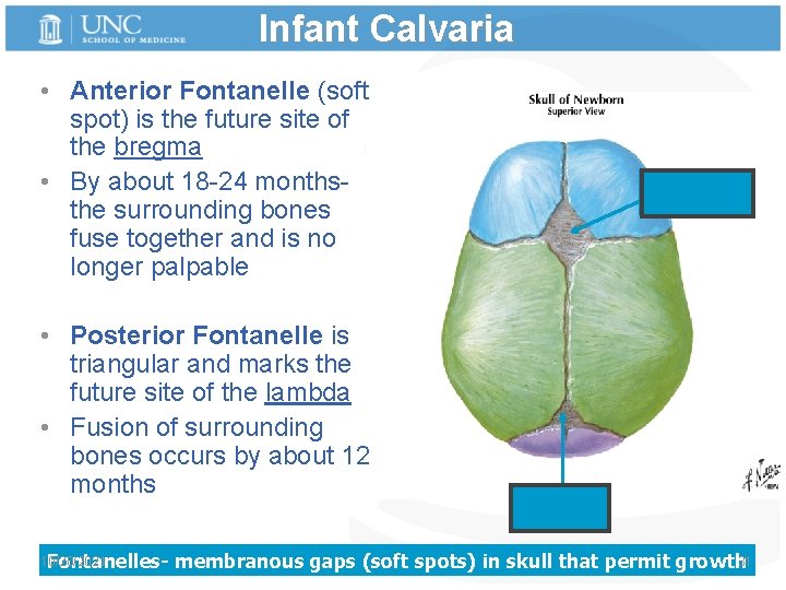 Infant Calvaria • Anterior Fontanelle (soft spot) is the future site of the bregma