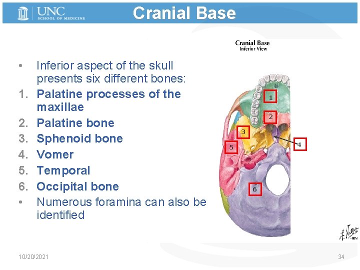 Cranial Base • 1. 2. 3. 4. 5. 6. • Inferior aspect of the