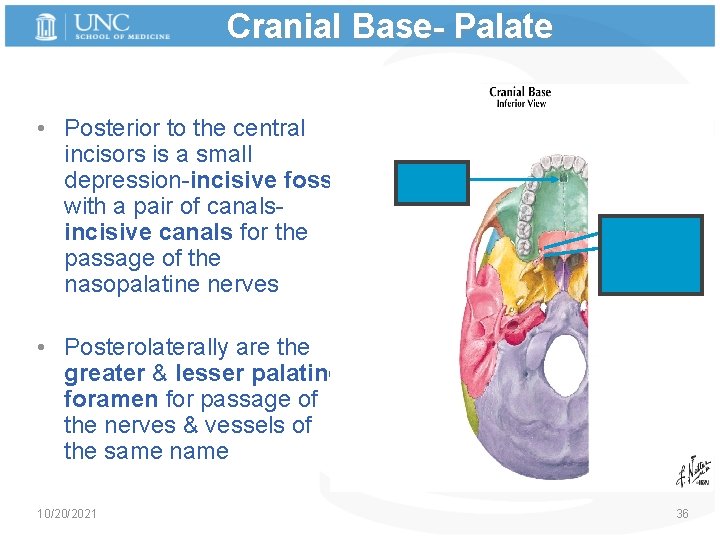 Cranial Base- Palate • Posterior to the central incisors is a small depression-incisive fossa