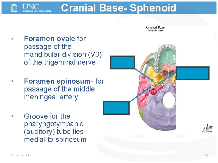 Cranial Base- Sphenoid • • • Foramen ovale for passage of the mandibular division