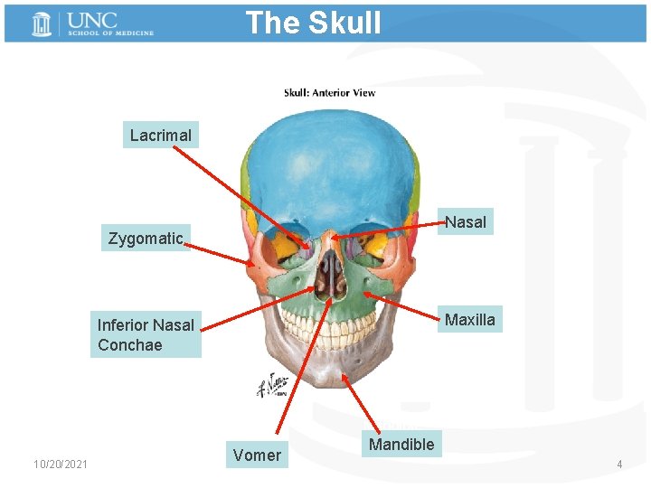 The Skull Lacrimal Nasal Zygomatic Nasal Maxilla Inferior Nasal Conchae Inferior maxilla Nasal conchae