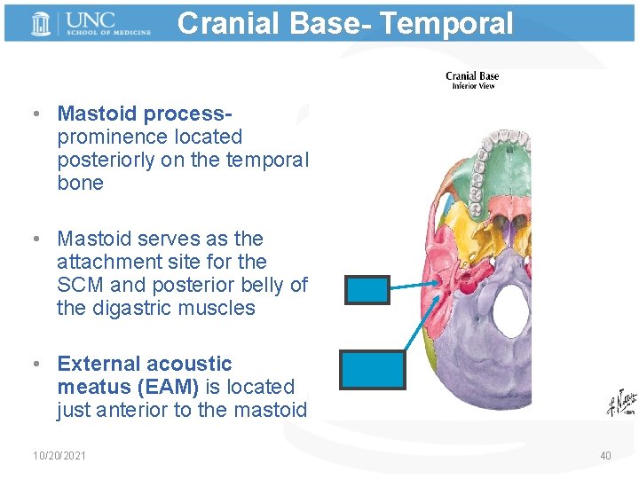 Cranial Base- Temporal • Mastoid processprominence located posteriorly on the temporal bone • Mastoid