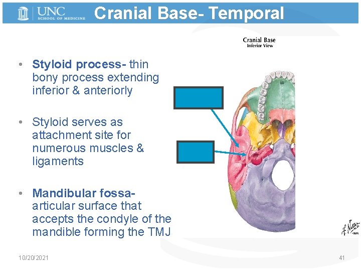 Cranial Base- Temporal • Styloid process- thin bony process extending inferior & anteriorly •