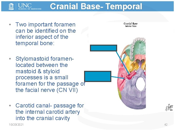 Cranial Base- Temporal • Two important foramen can be identified on the inferior aspect