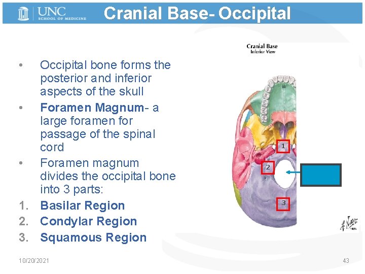 Cranial Base- Occipital • Occipital bone forms the posterior and inferior aspects of the