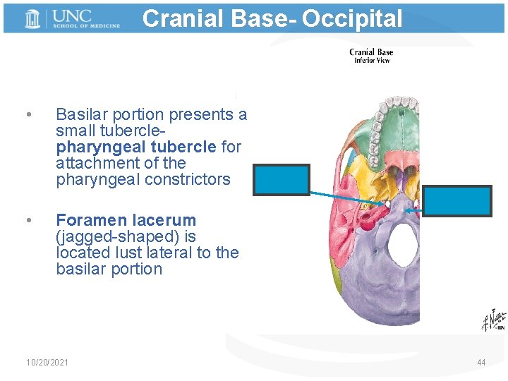 Cranial Base- Occipital • • Basilar portion presents a small tuberclepharyngeal tubercle for attachment
