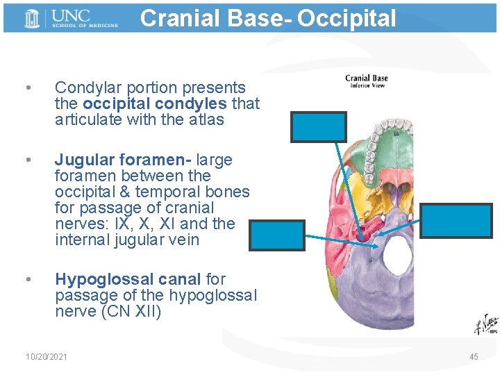 Cranial Base- Occipital • • • Condylar portion presents the occipital condyles that articulate