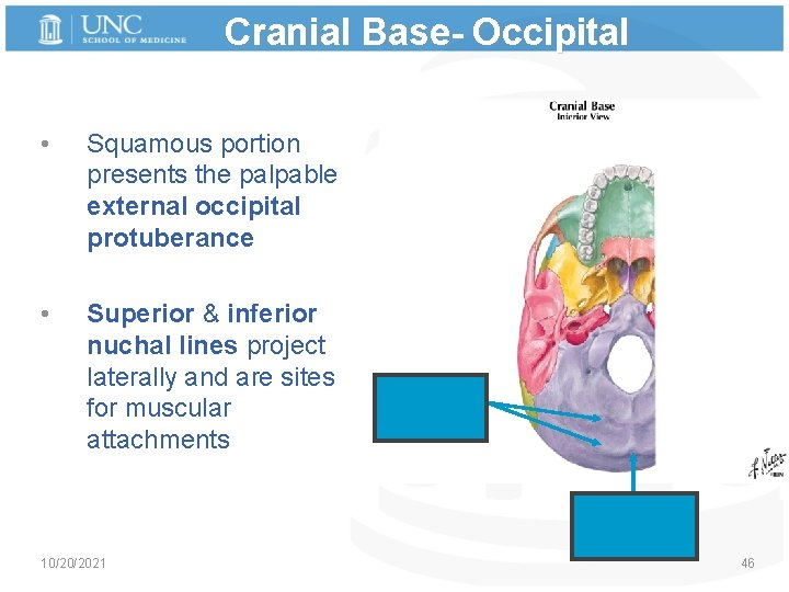 Cranial Base- Occipital • Squamous portion presents the palpable external occipital protuberance • Superior