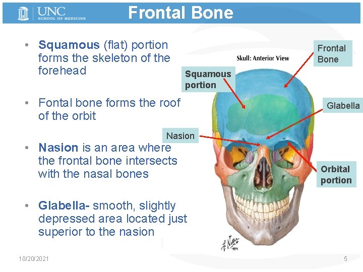 Frontal Bone • Squamous (flat) portion forms the skeleton of the forehead Frontal Bone