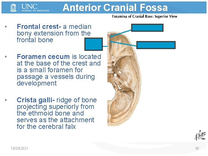 Anterior Cranial Fossa • Frontal crest- a median bony extension from the frontal bone