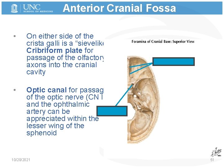Anterior Cranial Fossa • • On either side of the crista galli is a