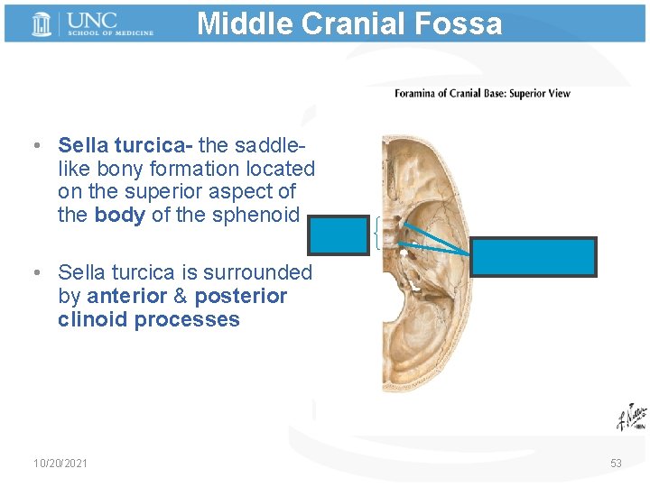 Middle Cranial Fossa • Sella turcica- the saddlelike bony formation located on the superior