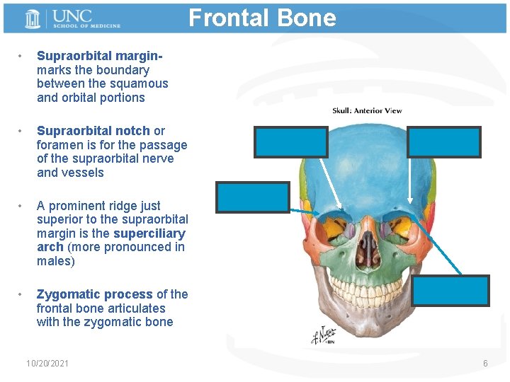 Frontal Bone • Supraorbital marginmarks the boundary between the squamous and orbital portions •