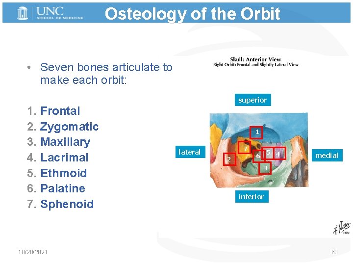 Osteology of the Orbit • Seven bones articulate to make each orbit: 1. Frontal