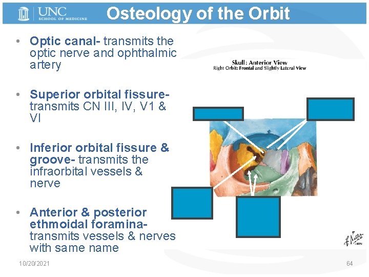 Osteology of the Orbit • Optic canal- transmits the optic nerve and ophthalmic artery