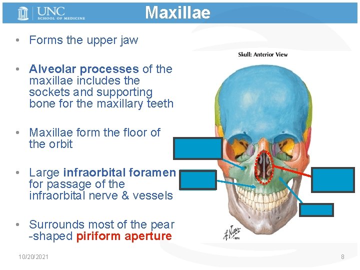 Maxillae • Forms the upper jaw • Alveolar processes of the maxillae includes the