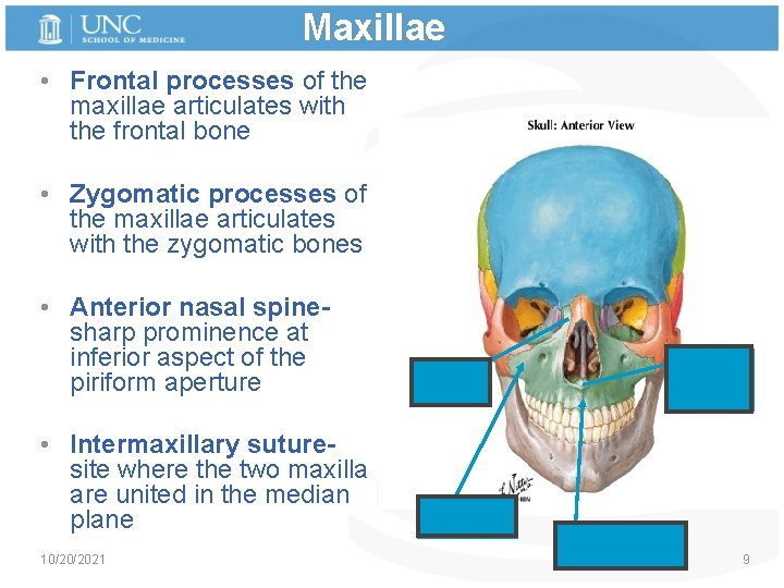 Maxillae • Frontal processes of the maxillae articulates with the frontal bone • Zygomatic