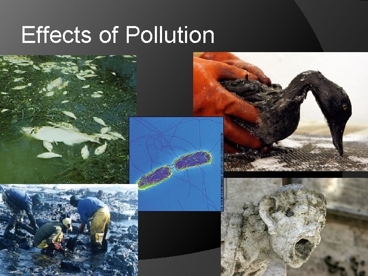 Effects of Pollution 