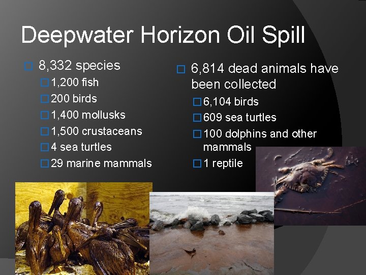 Deepwater Horizon Oil Spill � 8, 332 species � 1, 200 fish 6, 814