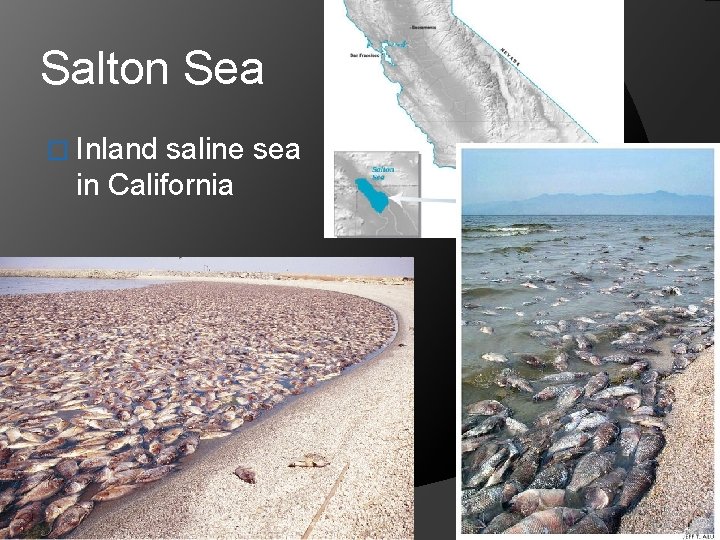Salton Sea � Inland saline sea in California 