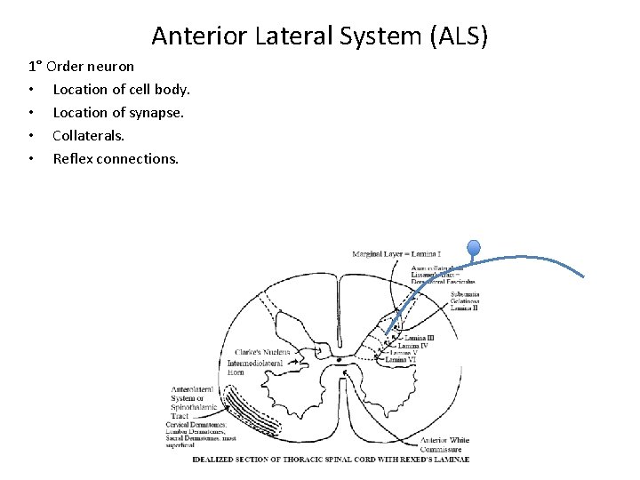 Anterior Lateral System (ALS) 1° Order neuron • Location of cell body. • Location