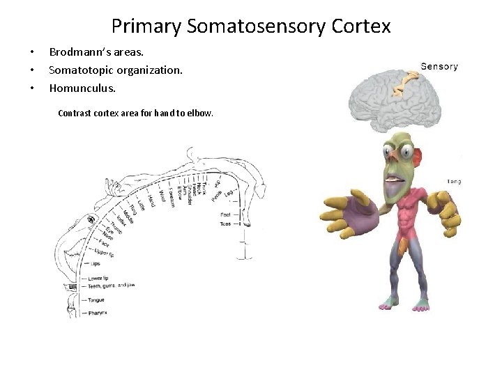 Primary Somatosensory Cortex • • • Brodmann’s areas. Somatotopic organization. Homunculus. Contrast cortex area