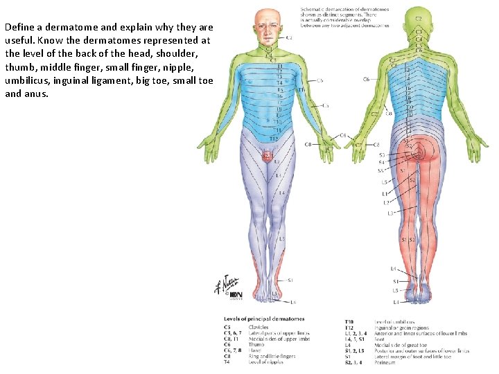 Define a dermatome and explain why they are useful. Know the dermatomes represented at