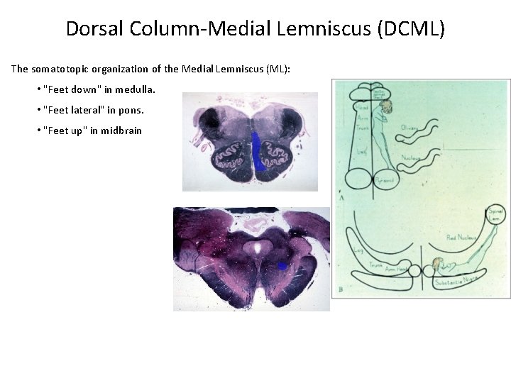 Dorsal Column-Medial Lemniscus (DCML) The somatotopic organization of the Medial Lemniscus (ML): • "Feet