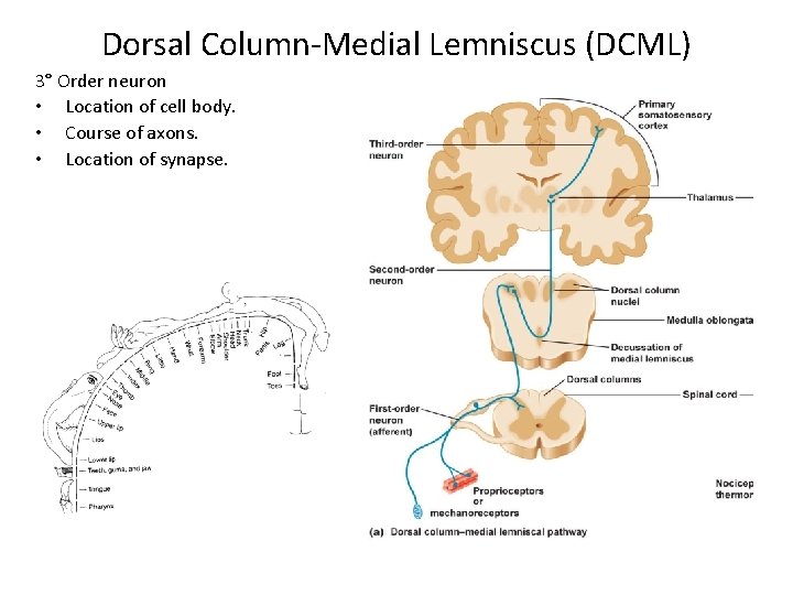 Dorsal Column-Medial Lemniscus (DCML) 3° Order neuron • Location of cell body. • Course