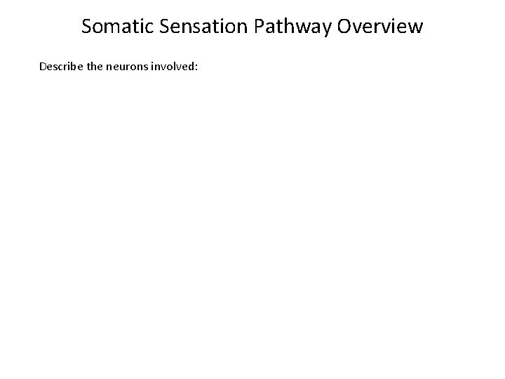 Somatic Sensation Pathway Overview Describe the neurons involved: 