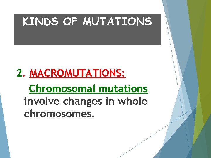 KINDS OF MUTATIONS 2. MACROMUTATIONS: Chromosomal mutations involve changes in whole chromosomes. 